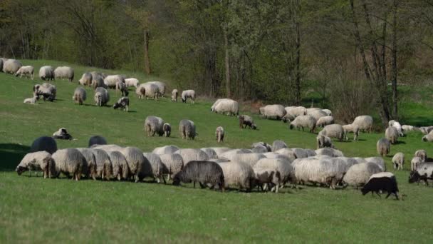 Sheep Graze Grass Mountain Spring — Vídeos de Stock