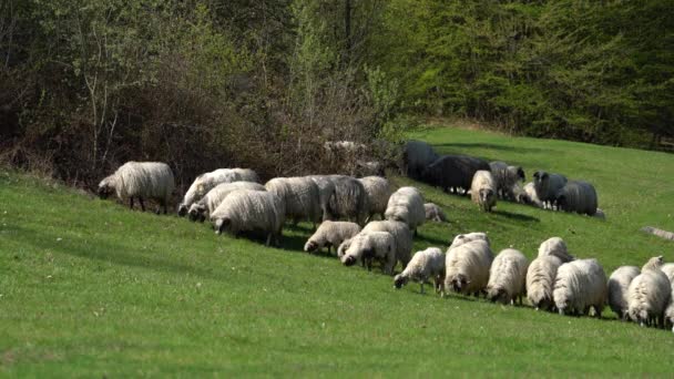 Schafe Weiden Gras Gebirge Frühling — Stockvideo