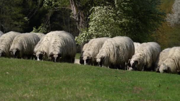 Sheep Graze Grass Mountain Spring — Vídeos de Stock