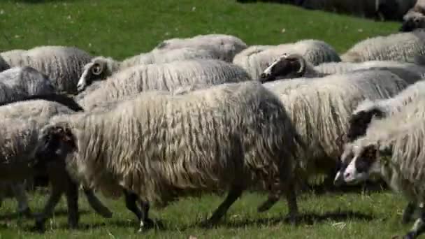 山の羊草春 — ストック動画