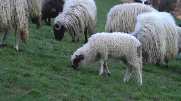 Schafe Weiden Gras Gebirge Frühling — Stockvideo