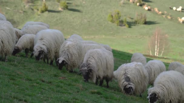 Sheep Graze Grass Mountain Spring — Vídeos de Stock