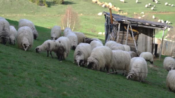 Ovelhas Pastam Grama Montanha Primavera — Vídeo de Stock