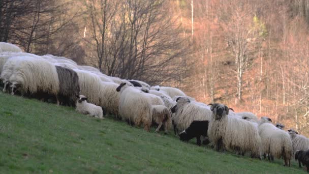 Sheep Graze Grass Mountain Spring — Vídeos de Stock