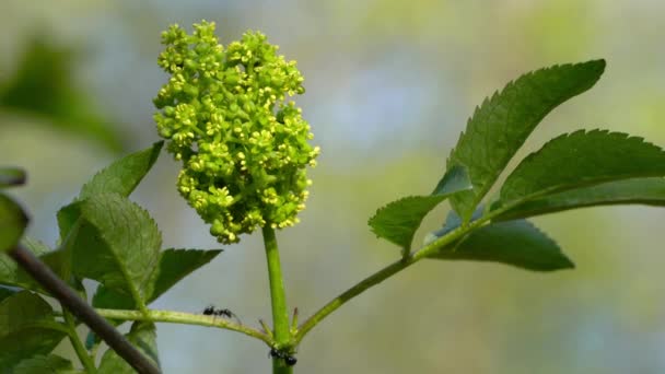 Floração Sabugueiro Sambucus Racemosa — Vídeo de Stock