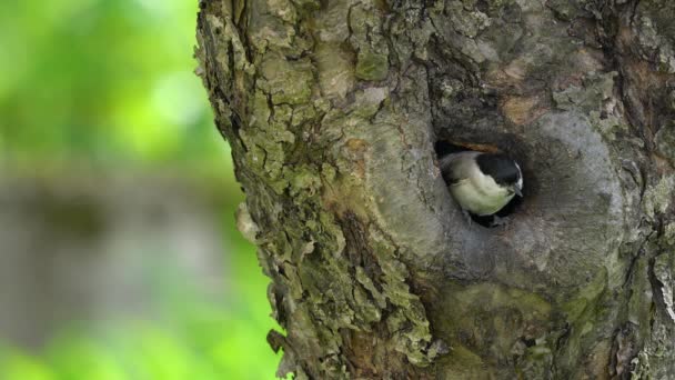 Willow Tit Leaves Nest Tree Poecile Montanus — Αρχείο Βίντεο