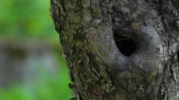 Willow Tit Leaves Nest Tree Poecile Montanus — Vídeos de Stock