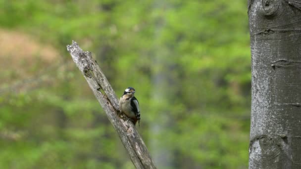 Μεγάλη Spotted Woodpecker Ρολόγια Στο Δέντρο Αρσενικό Dendrocopos Major — Αρχείο Βίντεο