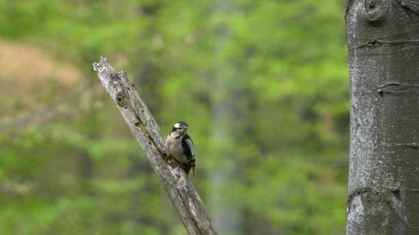 Grote Gespot Specht Horloges Boom Mannelijk Dendrocopos Major — Stockvideo