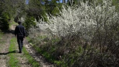 Erkek çiçekli Blackthorn çalılığına dokunur (Prunus spinosa)