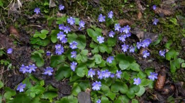 Hafif esintide doğal ortamda karaciğer otu (Hepatica nobilis)