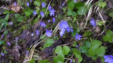 Hafif esintide doğal ortamda karaciğer otu (Hepatica nobilis)