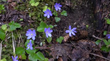 Hafif esintide doğal ortamda karaciğer otu (Hepatica nobilis)