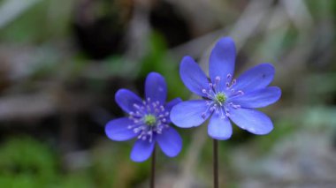 Hafif esintide doğal ortamda karaciğer otu (Hepatica nobilis)