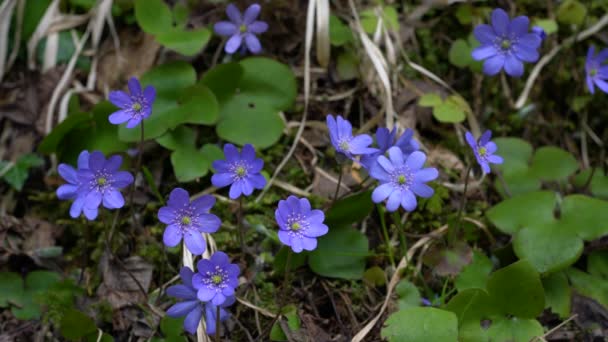 Liverwort Natural Ambient Slight Breeze Hepatica Nobilis — Vídeos de Stock