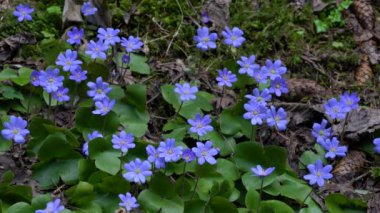 Liverwort in natural ambient on slight breeze (Hepatica nobilis)