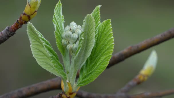 Witte Balk Bloei Bladeren Het Voorjaar Sorbus Aria — Stockvideo