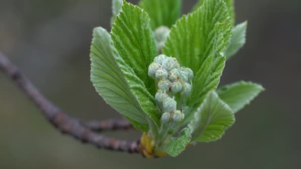 Белоснежные Цветы Листовки Весной Sorbus Aria — стоковое видео