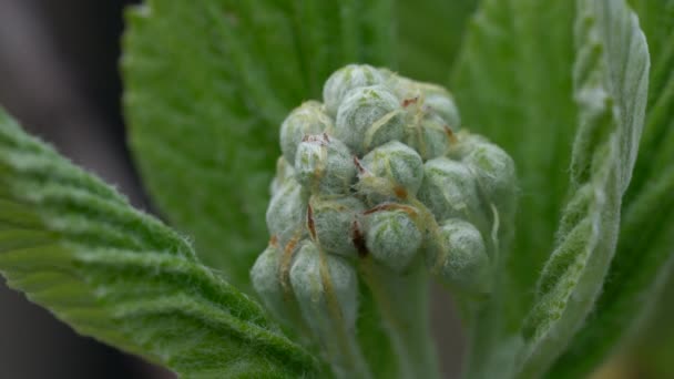 Floraison Feuillage Faisceau Blanc Printemps Sorbus Aria — Video