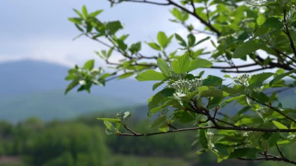 Wiosenne Kwitnienie Wiązki Bieli Sorbus Aria — Wideo stockowe