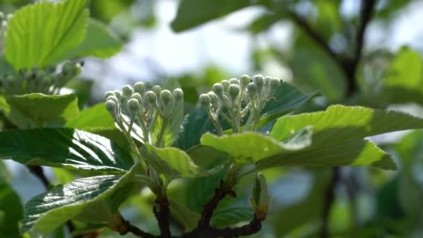 Whitebeam Flowering Spring Sorbus Aria — Αρχείο Βίντεο