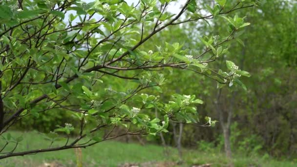 Белоснежка Цветет Весной Sorbus Aria — стоковое видео