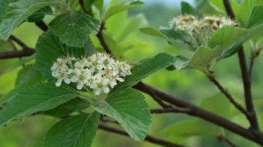 Whitebeam flowering in spring (Sorbus aria)