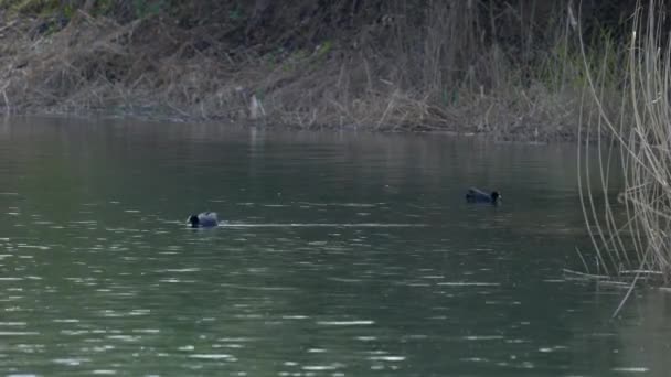 Avrasya Yaban Ördeği Gölde Yüzer Fulica Atra — Stok video