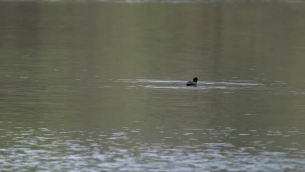 Євразійський Кот Плаває Озері Фуліка Атра — стокове відео