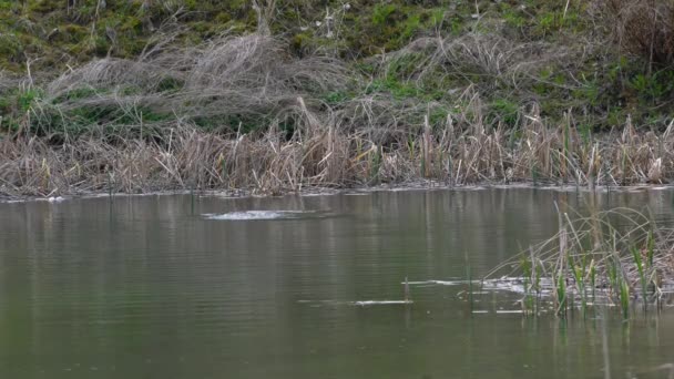 Euraziatische Voet Zwemt Meer Fulica Atra — Stockvideo