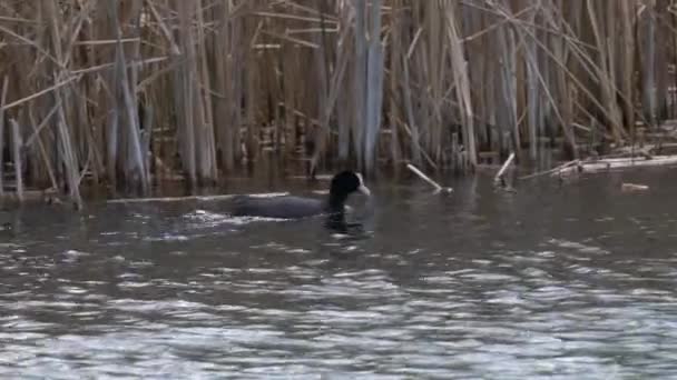 Eurasian Coot Plave Jezeře Fulica Atra — Stock video