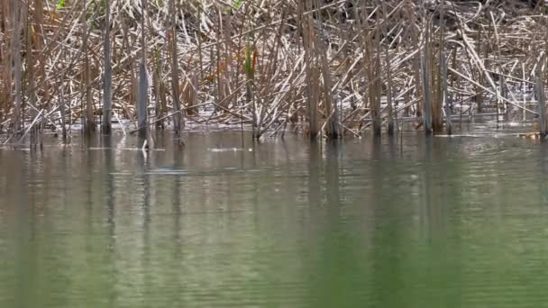 Euraziatische Voet Zwemt Meer Fulica Atra — Stockvideo