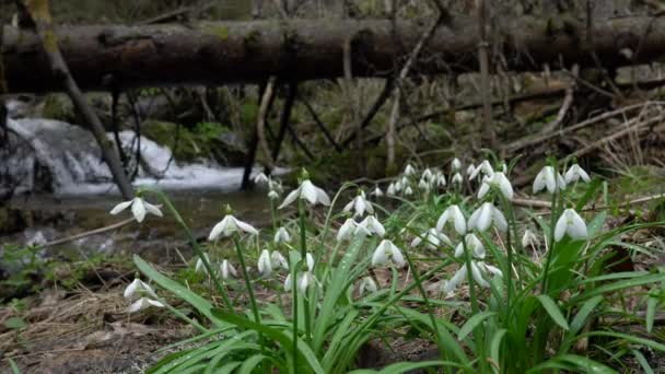 Snowdrop Herald Spring Ambiente Natural Galanthus Nivalis — Vídeo de Stock