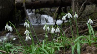 Kardamlası, bahar habercisi doğal ortamda (Galanthus nivalis)