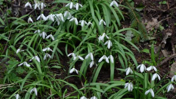 Snowdrop Herald Spring Ambiente Natural Galanthus Nivalis — Vídeo de Stock
