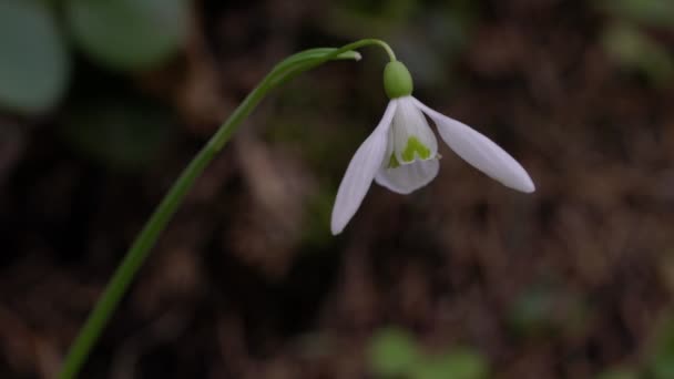 Caída Nieve Heraldo Primavera Ambiente Natural Galanthus Nivalis — Vídeo de stock