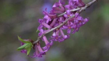 Mezereum, Şubat Daphne, Spurge Laurel, çok zehirlidir (Daphne mezereum)
