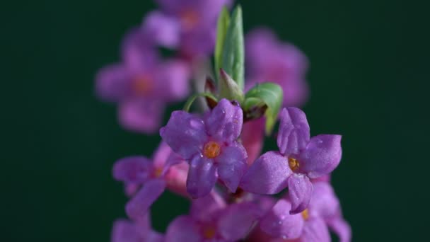 Mezereum Februari Daphne Spurge Laurel Zeer Giftig Daphne Mezereum — Stockvideo