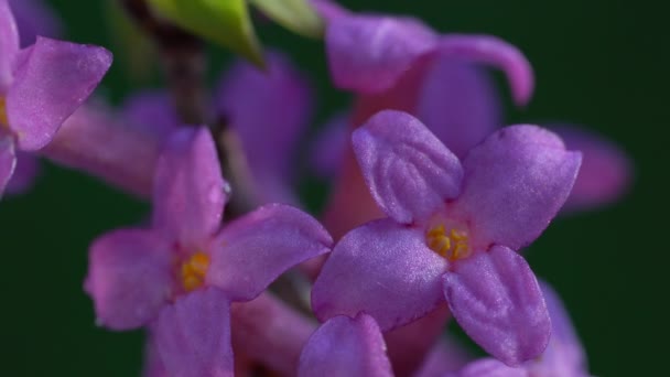 Mezereum Februarie Daphne Spurge Laurel Foarte Toxic Daphne Mezereum — Videoclip de stoc