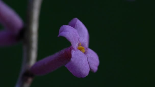 Mezereum Febbraio Daphne Spurge Laurel Molto Tossico Daphne Mezereum — Video Stock