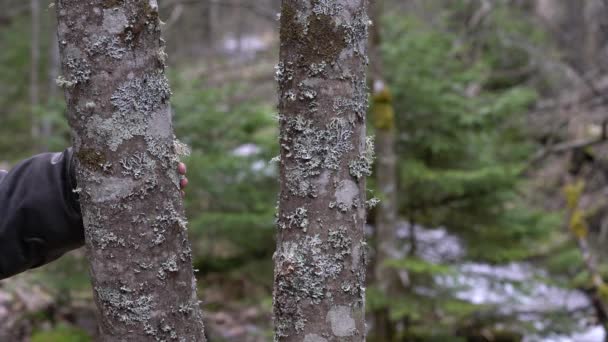 Flechten Auf Baumrinde — Stockvideo