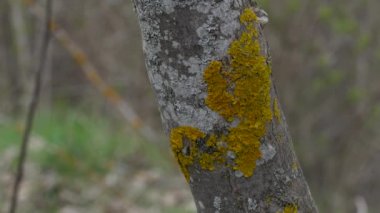 Lichen ağaç kabuğunda