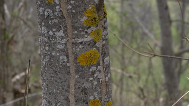 Lichen Ağaç Kabuğunda — Stok video