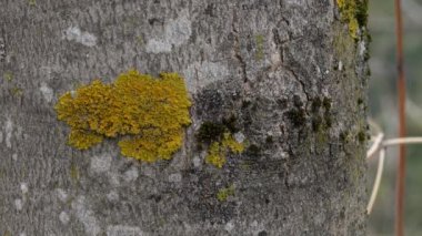 Lichen ağaç kabuğunda