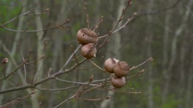 Oak Gall 'a yaban arısı (Andricus quercustozae)