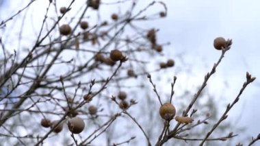 Oak Gall 'a yaban arısı (Andricus quercustozae)