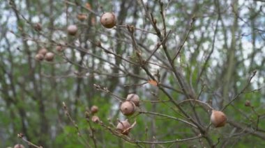 Oak Gall 'a yaban arısı (Andricus quercustozae)