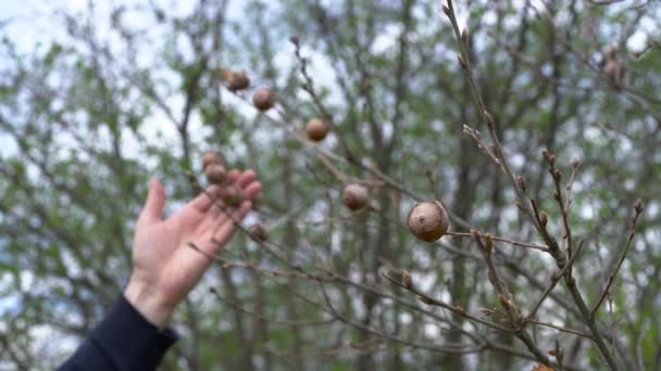 Roble Gall Causado Por Avispa Gall Andricus Quercustozae — Vídeo de stock