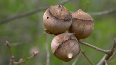 Oak Gall 'a yaban arısı (Andricus quercustozae)