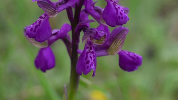 Orquídea Alas Verdes Ambiente Natural Anacamptis Morio — Vídeo de stock
